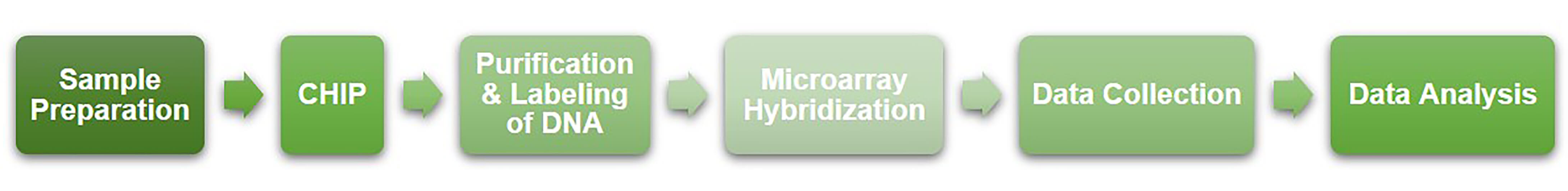 Workflow of ChIP-on-chip service at Creative BioMart